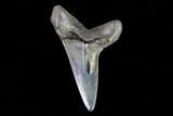 Fossil Shortfin Mako Shark Tooth - Georgia #75266-1